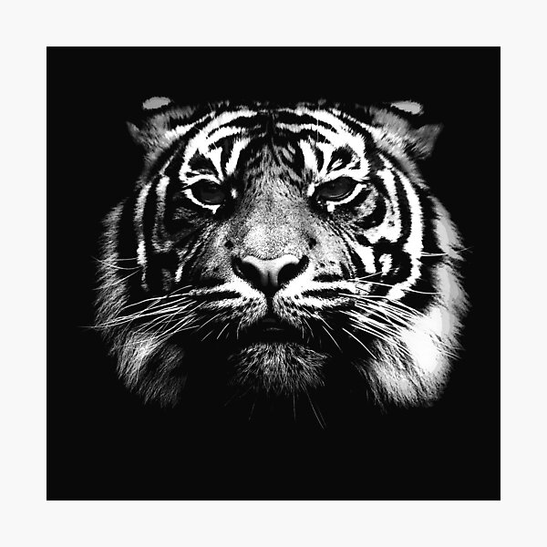 Illustrated Tiger Photographic Print
