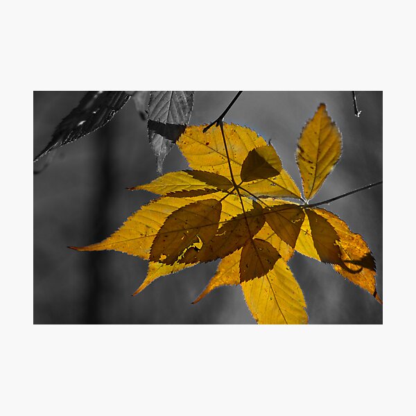 Sun Shadows Photographic Print