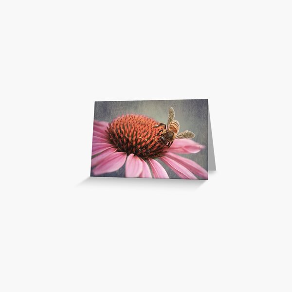 Bee on Echinacea Greeting Card