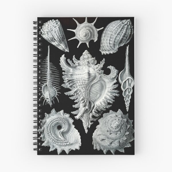 Item preview, Haeckel Prosobranchia Sea Shells designed and sold by neonxiomai.