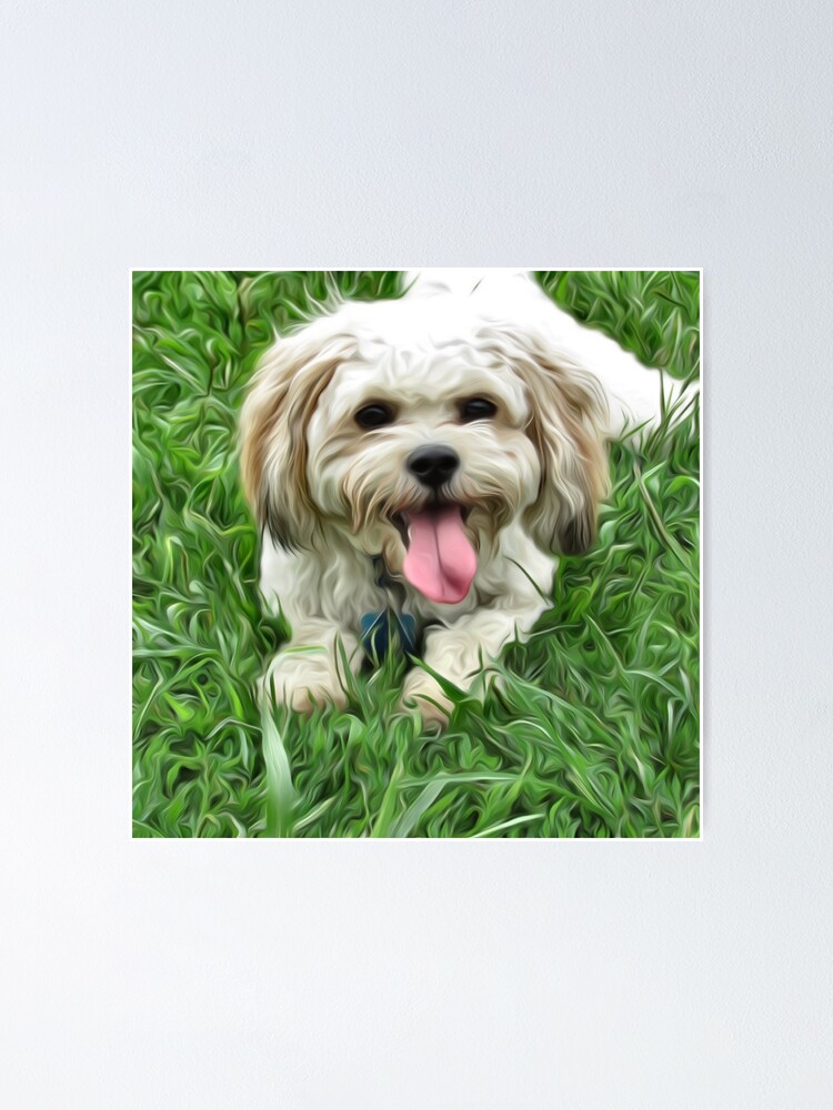 hill country cavachons