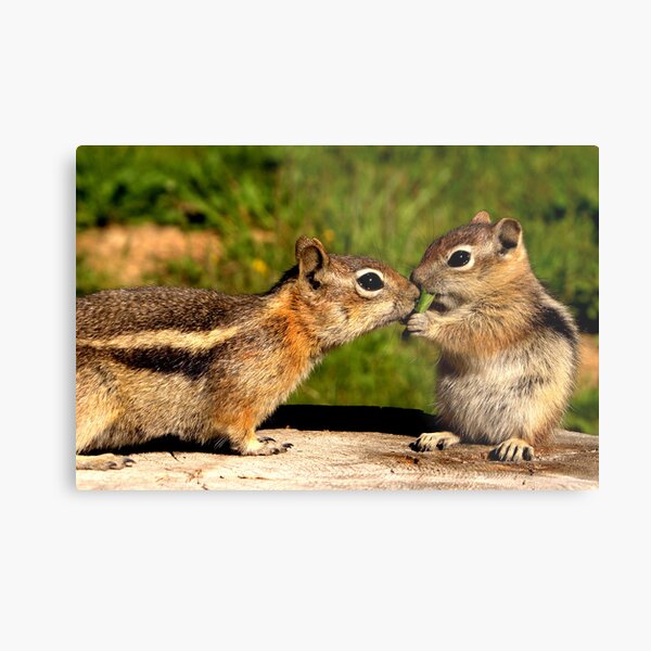 Whatcha Got There? Metal Print