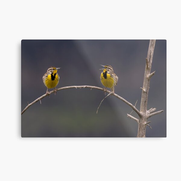 Nag Nag Nag! Metal Print