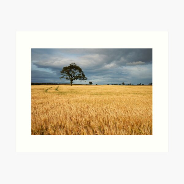 In the cornfield Art Print
