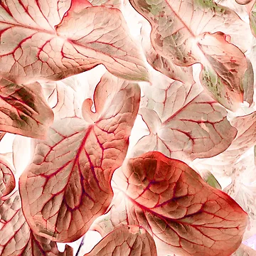 Artwork thumbnail, Arum by Artskratch