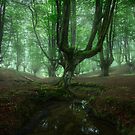 Fangorn by Michael Breitung