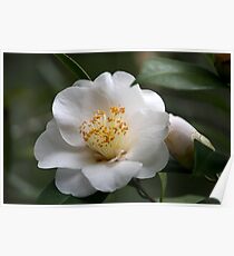 White Camellia II Poster