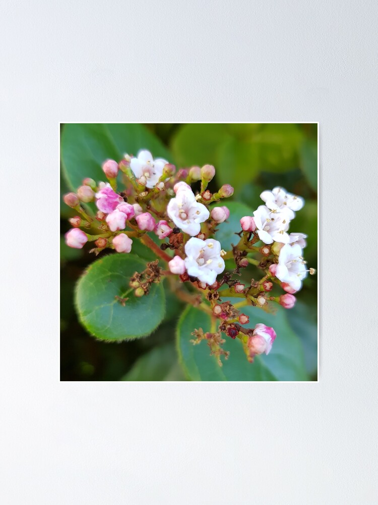 Winter Garden 5 Little Pink Flowers Round Green Leaves Poster By Ellenhenry Redbubble