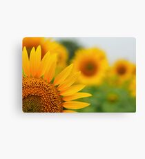 Sunflower Canvas Print