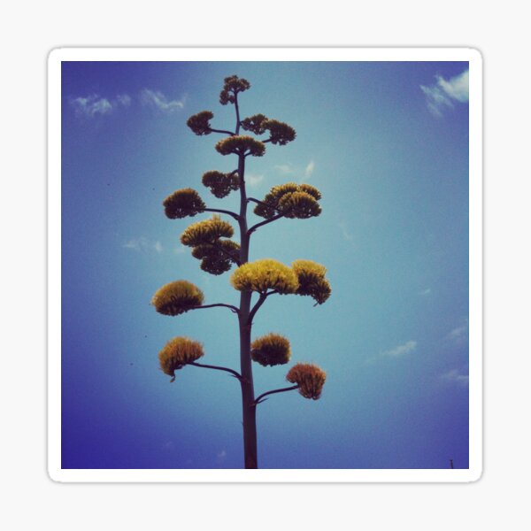 Yellow Yucca Bloom Sticker