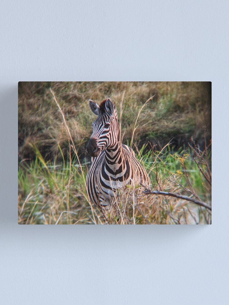 “Zebra in the grass” Canvas Print for Sale by 8kPzGZjJ20Rj | Redbubble