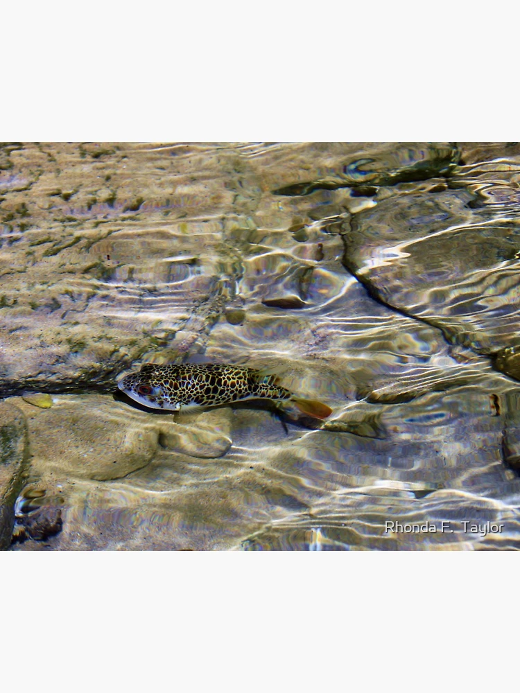 Thumbnail 3 of 3, Poster, Within Shallow Waters designed and sold by Rhonda Taylor.
