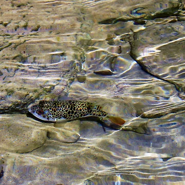 Artwork thumbnail, Within Shallow Waters by Rhonda Taylor