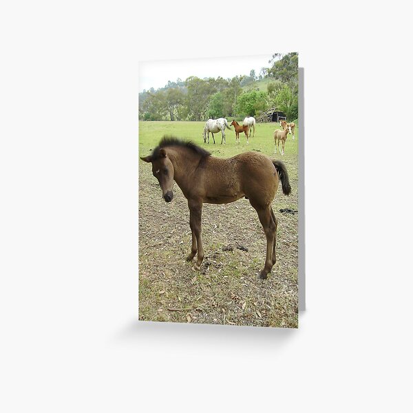 Aperçu de l'œuvre Quarter Horse Colt créée et vendue par Skyhorse.