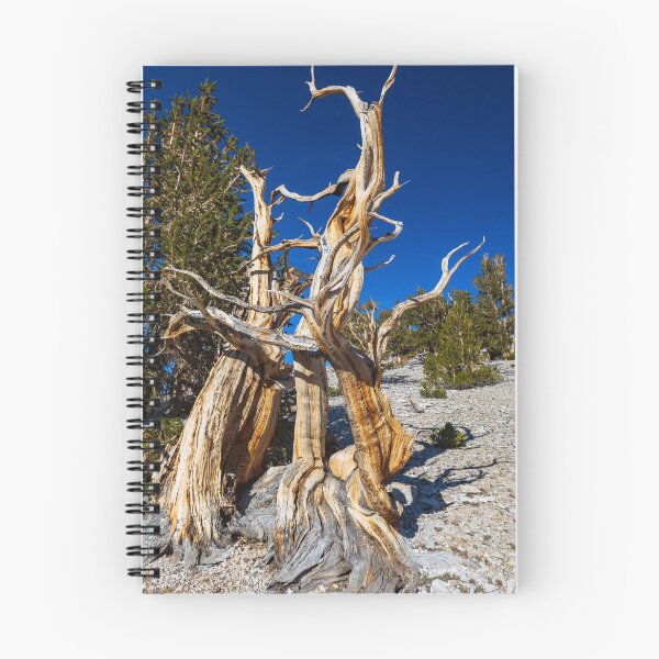 Item preview, Fighting or Dancing? designed and sold by photosbyflood.