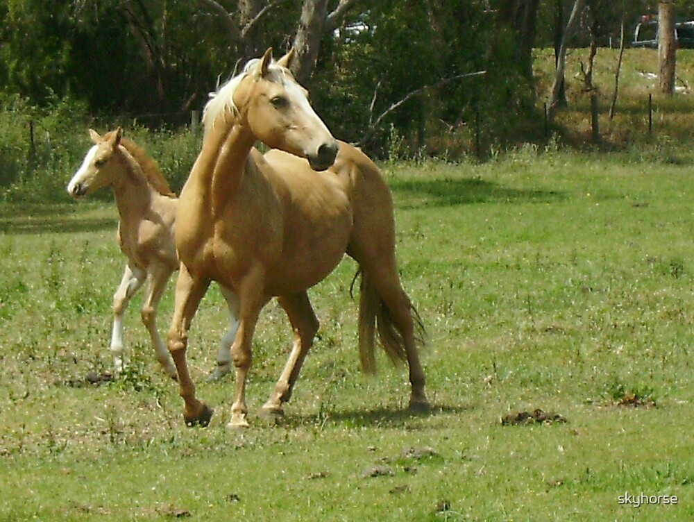 "Quarter Horse Mare & Foal" by skyhorse Redbubble