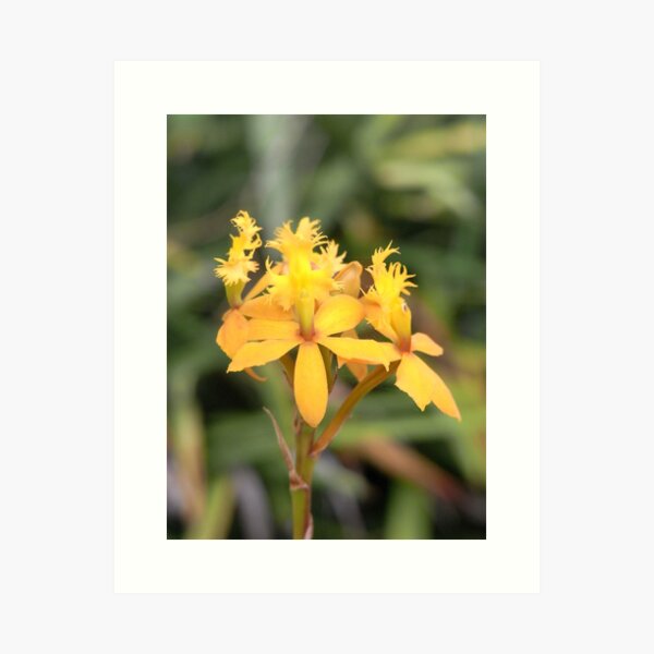 Aperçu de l'œuvre crucifix orchidée II créée et vendue par Floralynne.