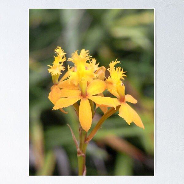 Item preview, crucifix orchid II designed and sold by Floralynne.