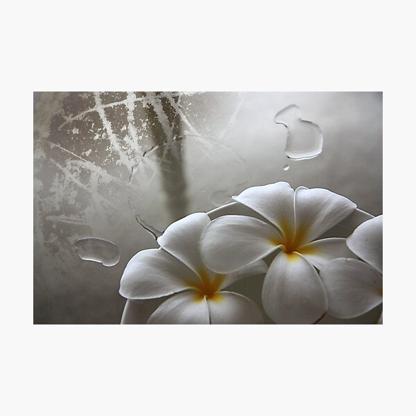 Item preview, Frangipani texture designed and sold by steveyd.