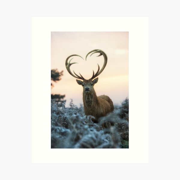 Stag With the Heart Shaped Antlers (love you deer) Art Print