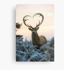 Stag With the Heart Shaped Antlers (love you deer) Metal Print