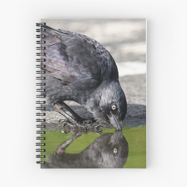Item preview, Jackdaw drinking designed and sold by GreyFeatherPhot.