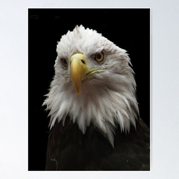 Item preview, American Pride designed and sold by starbucksgirl26.