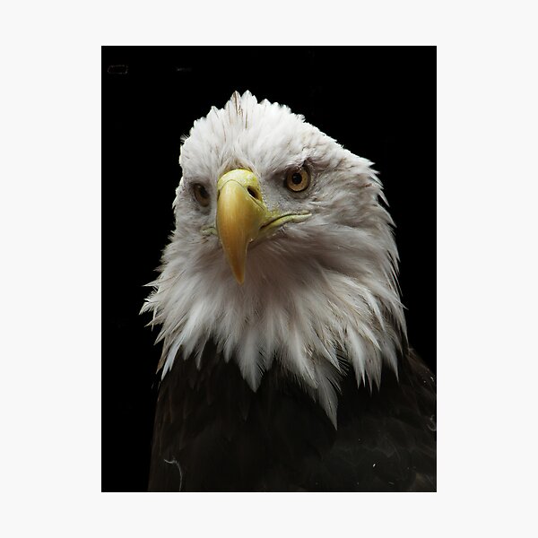 Item preview, American Pride designed and sold by starbucksgirl26.