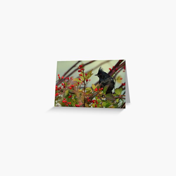 Phainopepla and Rosehips Greeting Card