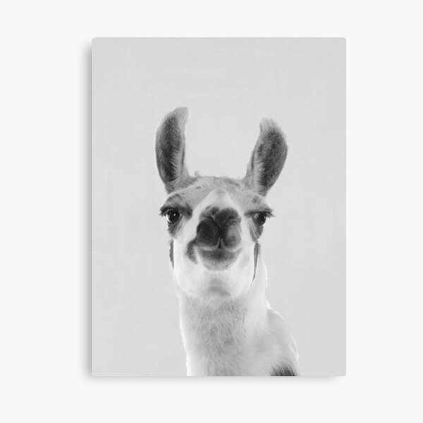 Llama Canvas Print
