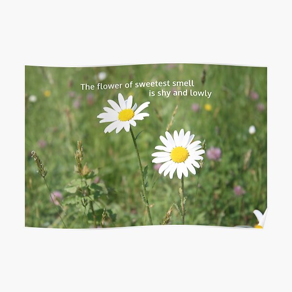 Englische Blumen Ganseblumchen Mit William Wordsworth Zitat Poster Von Wordsinedgeways Redbubble