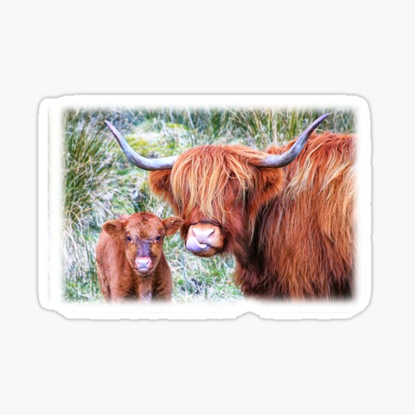 Highland Mother and Daughter Sticker