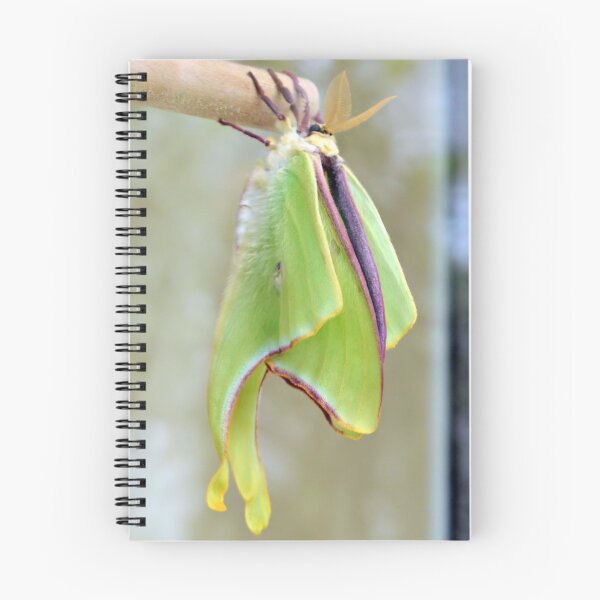 Item preview, Luna Moth designed and sold by What I See by Dawne.