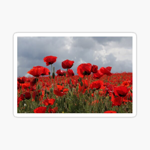 Lest we forget- POPPY HORIZON Sticker