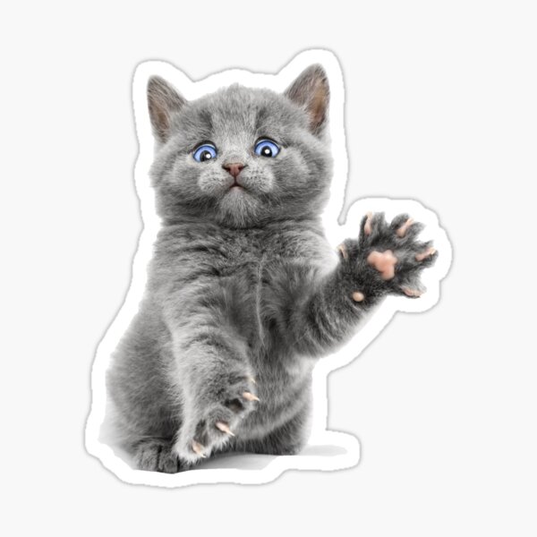 Haii Cat Sticker