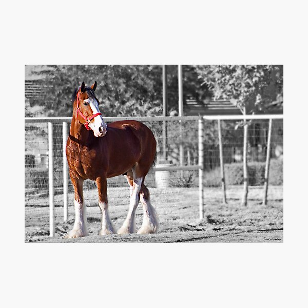 Proud Photographic Print