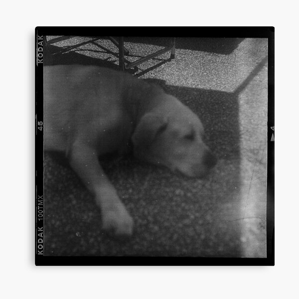 good dog Canvas Print