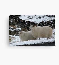 Bahhh Canvas Print