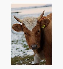Bull Photographic Print