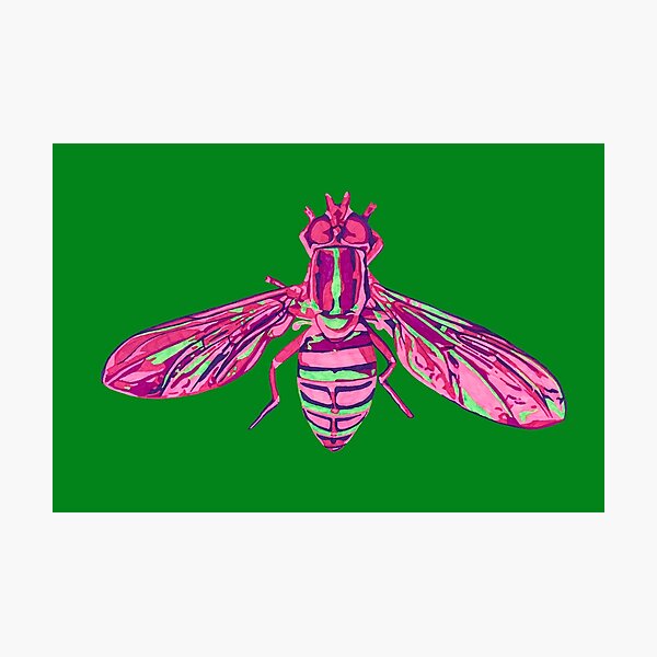 Hoverfly Photographic Print