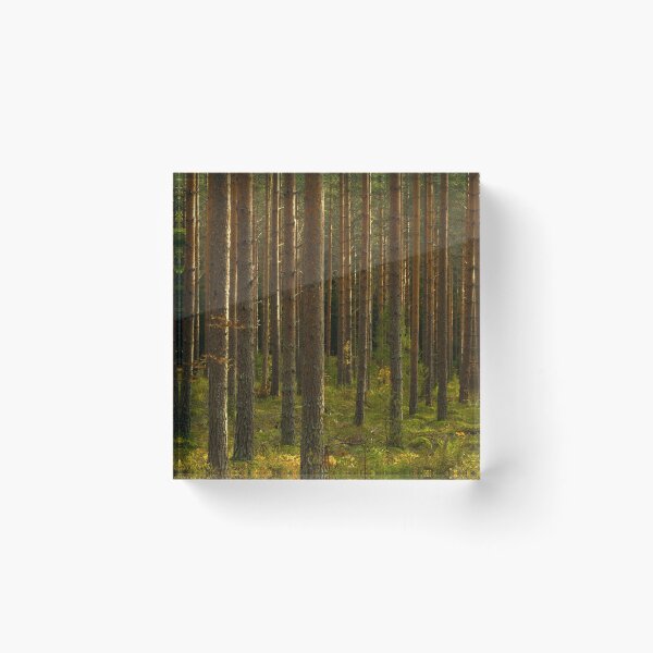 Item preview, Forest sunlight designed and sold by kawe.
