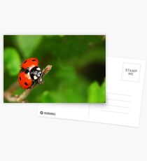 Fly away home... Postcards