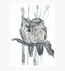 Tawny Frogmouth Photographic Print