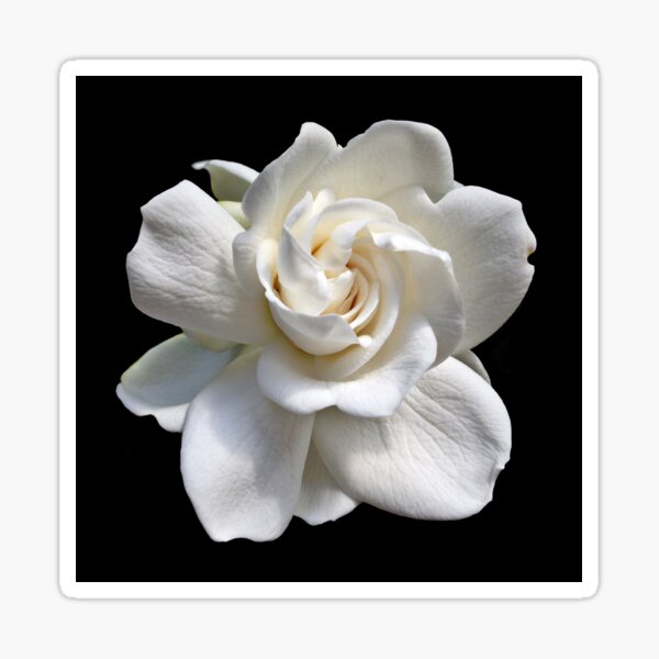 Gardenia Blossom - Close-up Flower Blossom Sticker