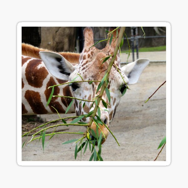 Giraffe Eating Sticker