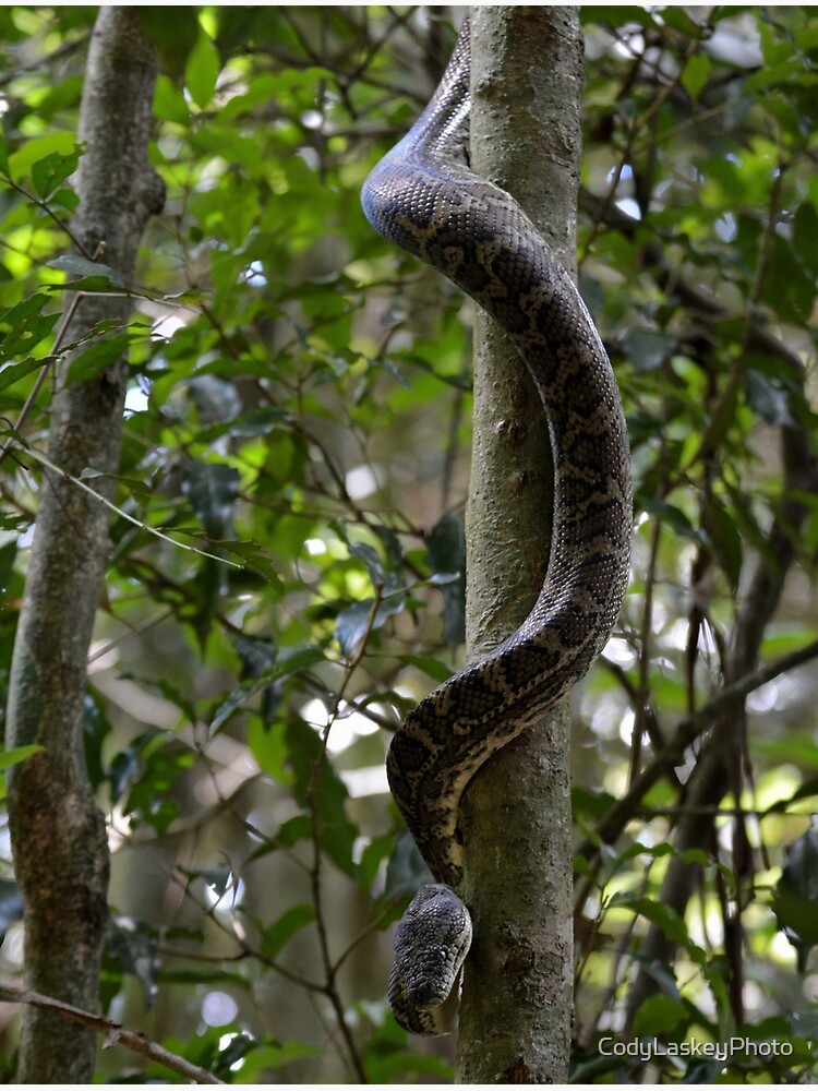 "Snake Strength" Poster by CodyLaskeyPhoto Redbubble