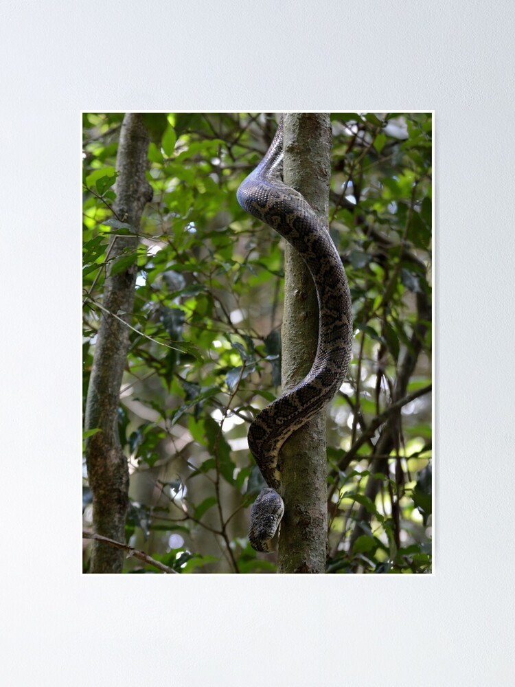 "Snake Strength" Poster by CodyLaskeyPhoto Redbubble