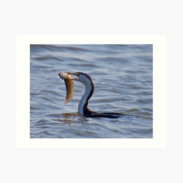 NT ~ MARINE BIRD ~ Pied Cormorant 2EMYRGTV by David Irwin ~ WO Art Print