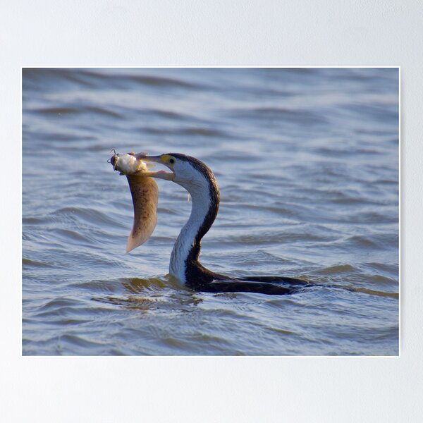 NT ~ MARINE BIRD ~ Pied Cormorant 2EMYRGTV by David Irwin ~ WO Poster