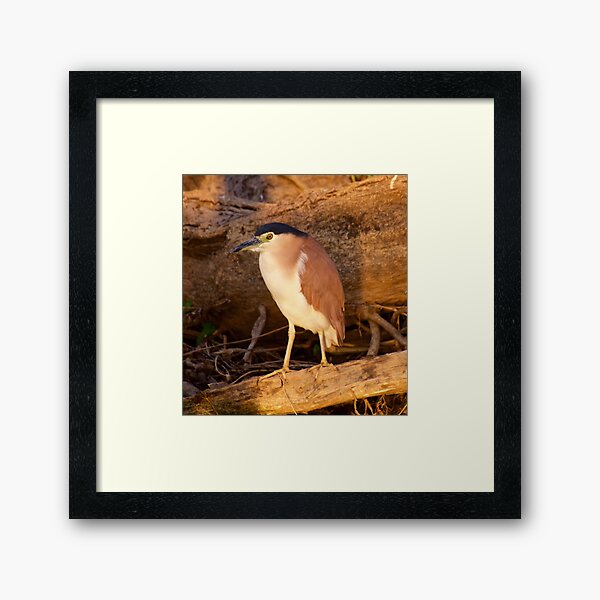 NT ~ WADER ~ Nankeen Night Heron EWSJUD9P by David Irwin ~ WO Framed Art Print